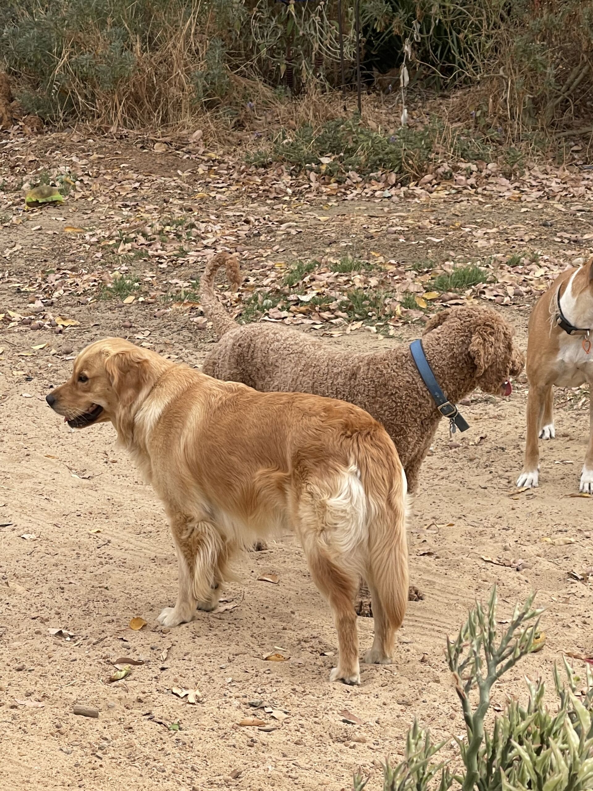 Our Dogs