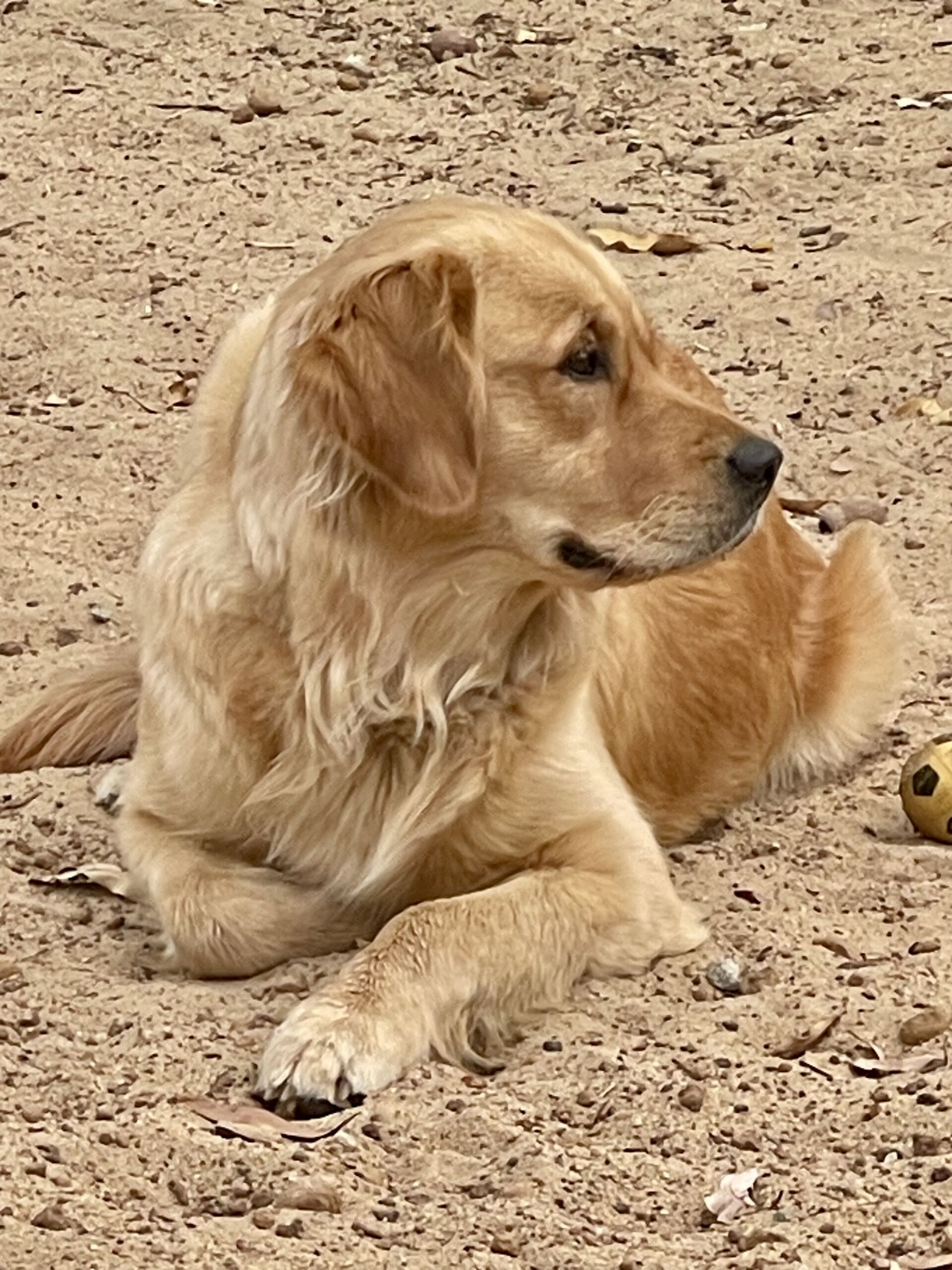 Our Dogs
